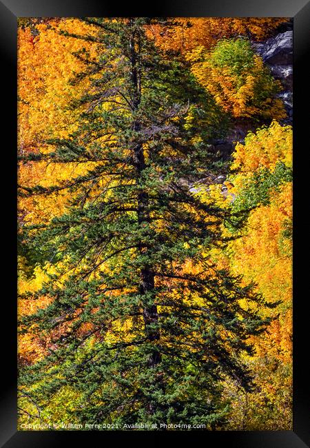 Fall Yellow Green Colors Mountain Sides Forest Evergreen Stevens Framed Print by William Perry