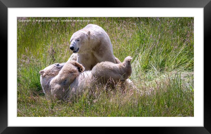 Playful polar bears Framed Mounted Print by Marcia Reay
