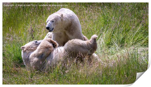Playful polar bears Print by Marcia Reay