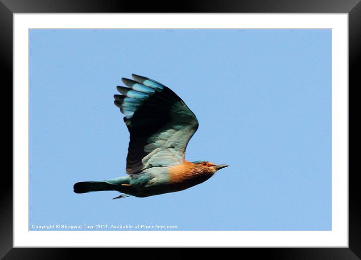 Indian Roller Framed Mounted Print by Bhagwat Tavri