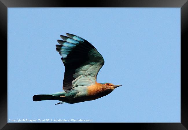 Indian Roller Framed Print by Bhagwat Tavri