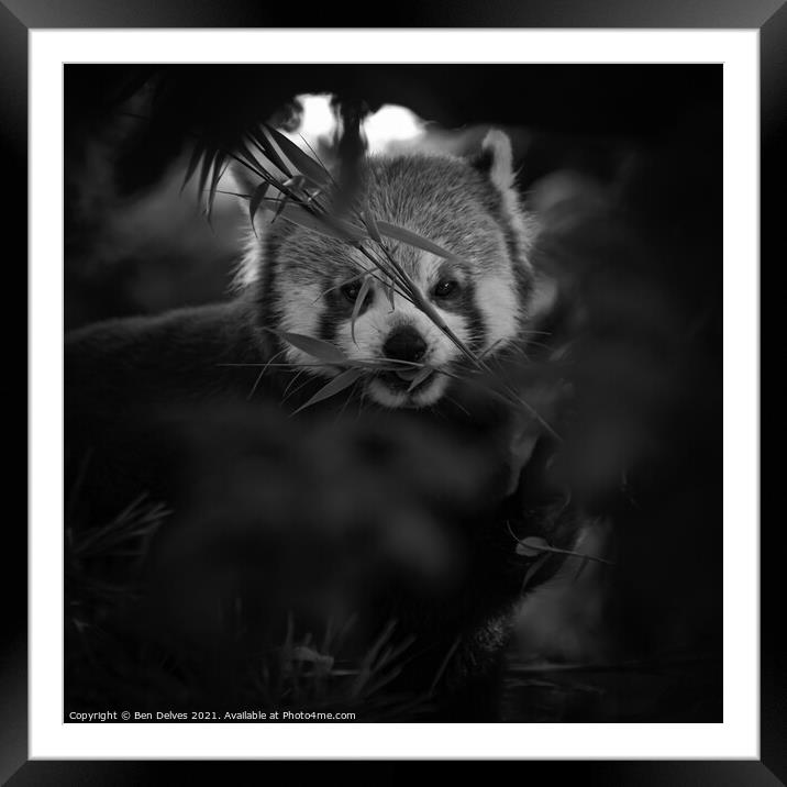 Peeking at a red panda through the trees Framed Mounted Print by Ben Delves