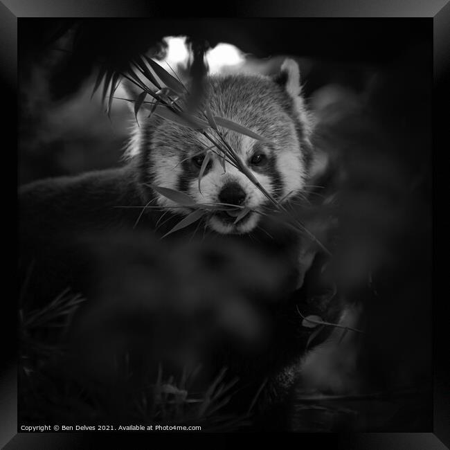 Peeking at a red panda through the trees Framed Print by Ben Delves