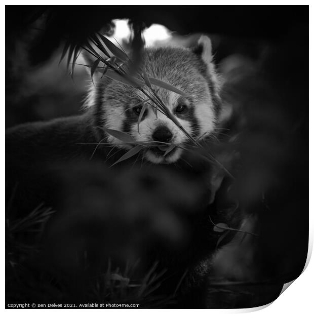 Peeking at a red panda through the trees Print by Ben Delves