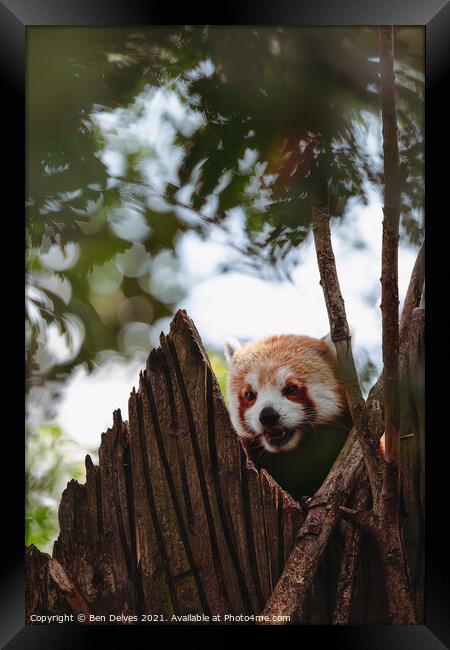 Red panda keeping watch in the tower Framed Print by Ben Delves