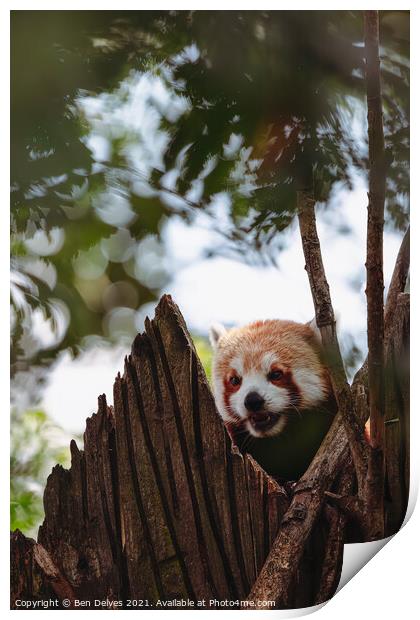 Red panda keeping watch in the tower Print by Ben Delves