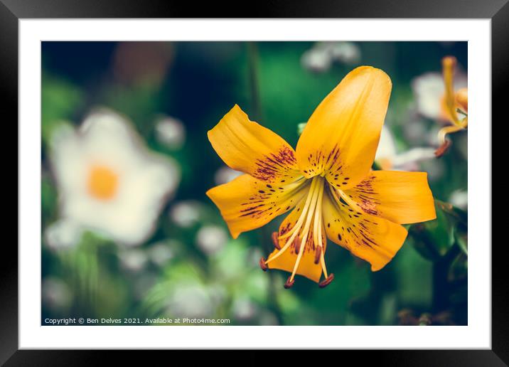 Radiant Orange Daylily in Bloom Framed Mounted Print by Ben Delves