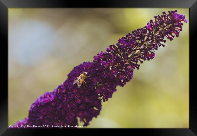 Honeybee on the lavender Framed Print by Ben Delves