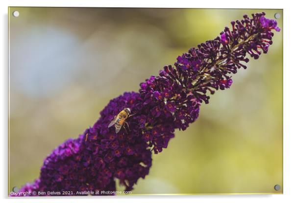 Honeybee on the lavender Acrylic by Ben Delves