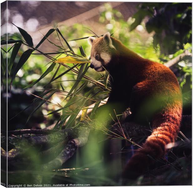 red panda in profile Canvas Print by Ben Delves