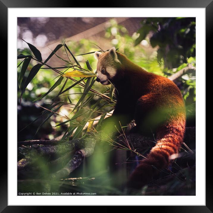 red panda in profile Framed Mounted Print by Ben Delves