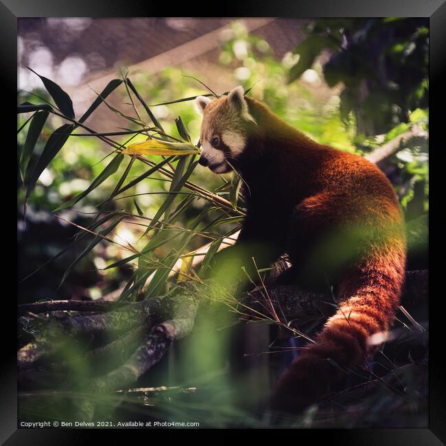 red panda in profile Framed Print by Ben Delves