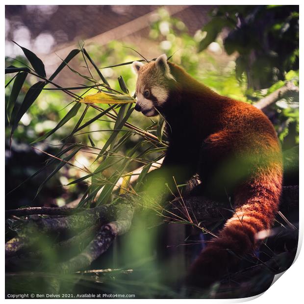 red panda in profile Print by Ben Delves