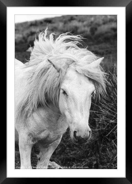 Dartmoor Pony Framed Mounted Print by Tamara Al Bahri