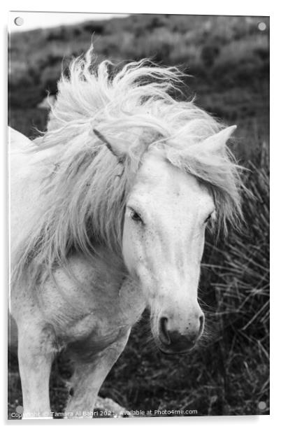 Dartmoor Pony Acrylic by Tamara Al Bahri