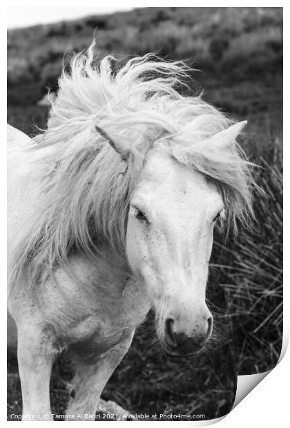 Dartmoor Pony Print by Tamara Al Bahri