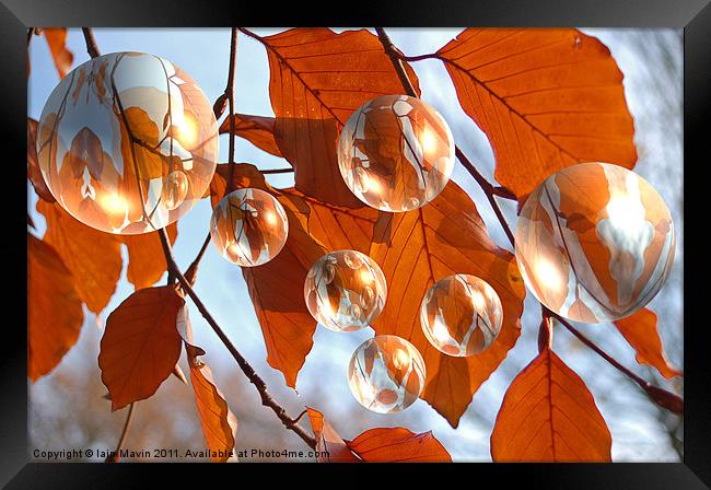 Autumn Bubbles Framed Print by Iain Mavin