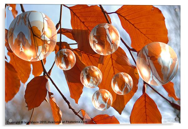 Autumn Bubbles Acrylic by Iain Mavin