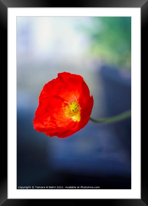 Red Poppy Framed Mounted Print by Tamara Al Bahri