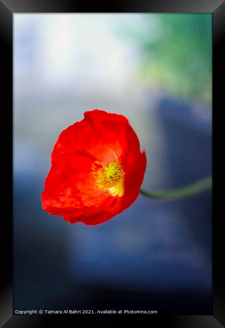 Red Poppy Framed Print by Tamara Al Bahri