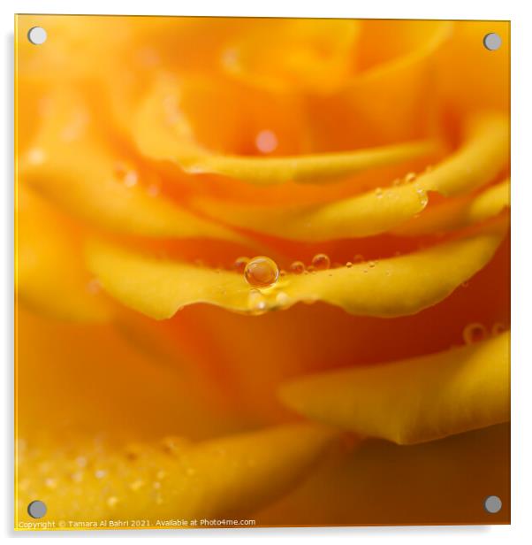 Golden Rose Acrylic by Tamara Al Bahri
