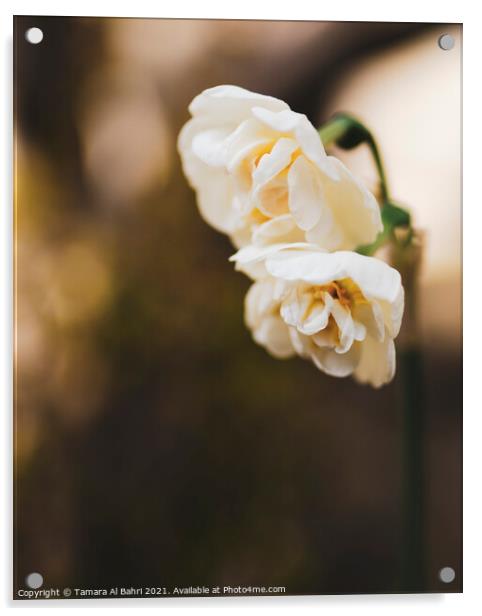 Narcissus Acrylic by Tamara Al Bahri