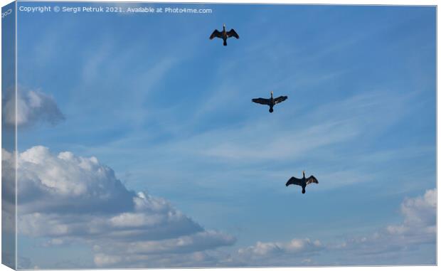 Flying black herons in the blue cloudy sky. Canvas Print by Sergii Petruk