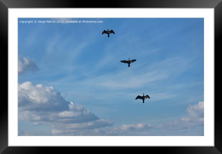Flying black herons in the blue cloudy sky. Framed Mounted Print by Sergii Petruk