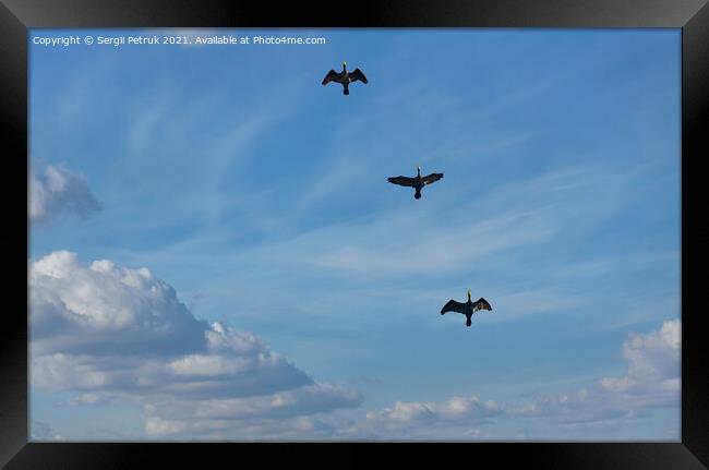 Flying black herons in the blue cloudy sky. Framed Print by Sergii Petruk