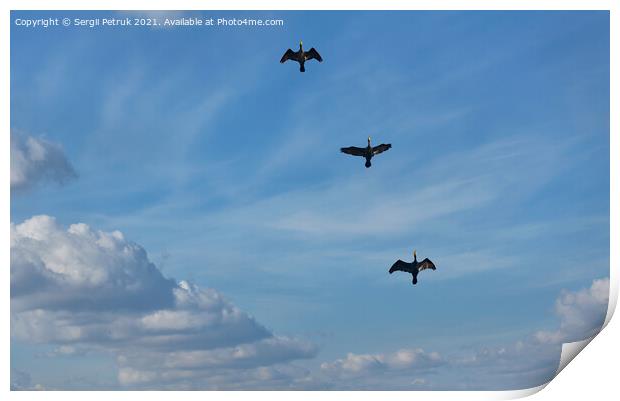 Flying black herons in the blue cloudy sky. Print by Sergii Petruk