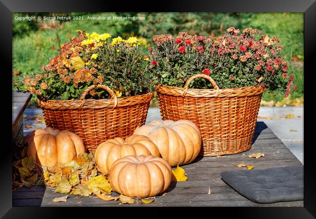 Autumn warm still life with round pumpkins near baskets of chrysanthemums in blur in warm sunlight. Framed Print by Sergii Petruk