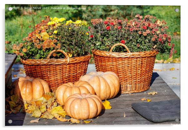 Autumn warm still life with round pumpkins near baskets of chrysanthemums in blur in warm sunlight. Acrylic by Sergii Petruk