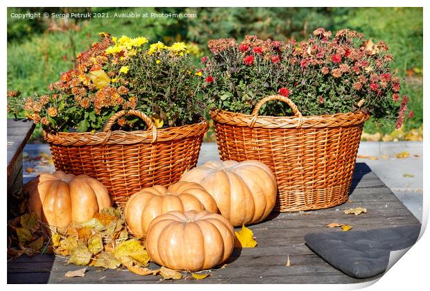 Autumn warm still life with round pumpkins near baskets of chrysanthemums in blur in warm sunlight. Print by Sergii Petruk