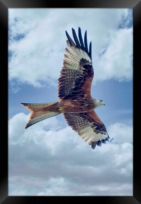 Red Kite Bird of Prey Framed Print by Martyn Arnold