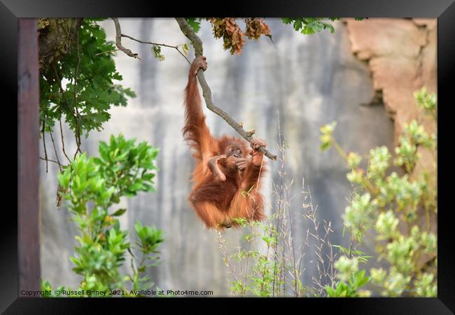 Orangutan on a branch Framed Print by Russell Finney