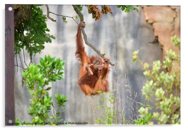 Orangutan on a branch Acrylic by Russell Finney