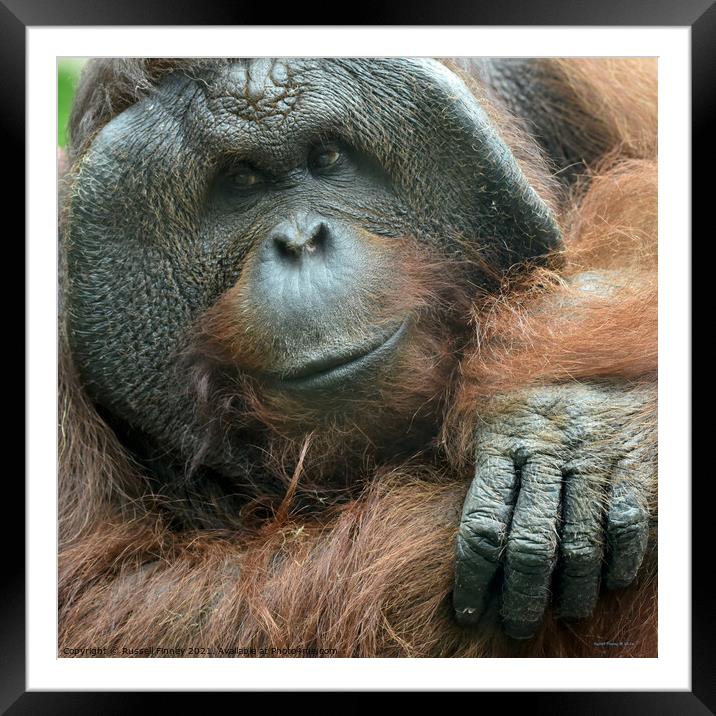 Orangutan Close up Framed Mounted Print by Russell Finney