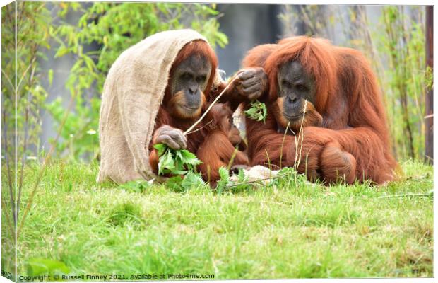 Orangutan family close up Canvas Print by Russell Finney