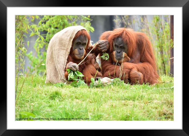 Orangutan family close up Framed Mounted Print by Russell Finney