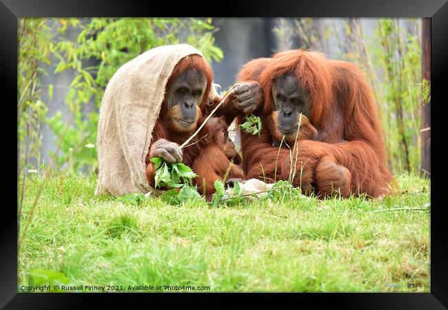 Orangutan family close up Framed Print by Russell Finney