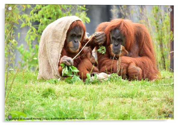 Orangutan family close up Acrylic by Russell Finney
