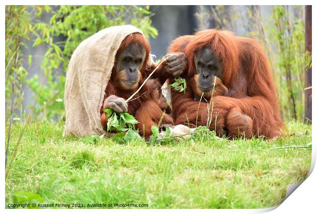 Orangutan family close up Print by Russell Finney