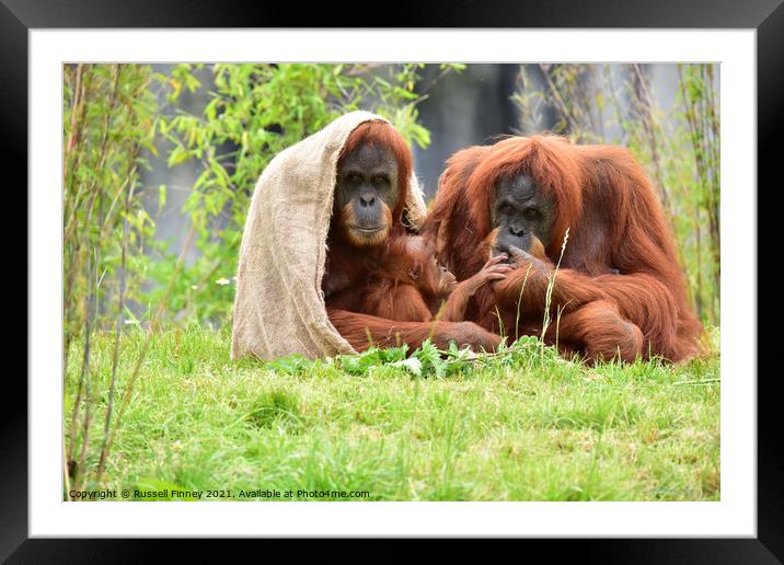 Orangutans Close up Framed Mounted Print by Russell Finney