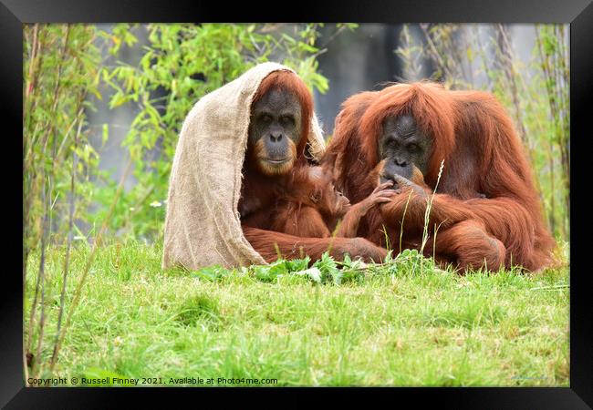 Orangutans Close up Framed Print by Russell Finney
