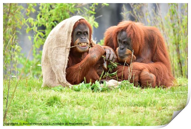 Orangutan family close up Print by Russell Finney