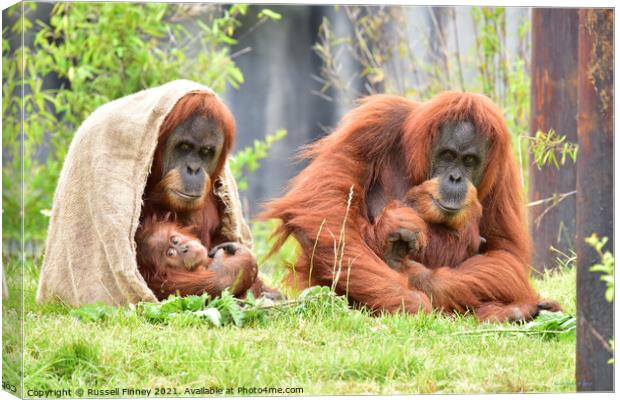 Orangutans family close up Canvas Print by Russell Finney