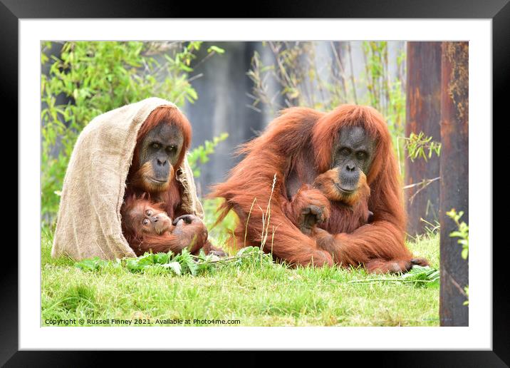 Orangutans family close up Framed Mounted Print by Russell Finney
