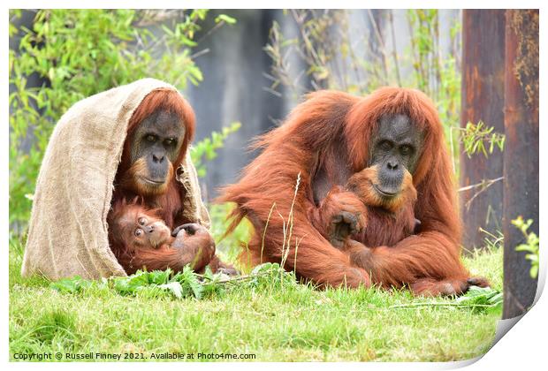 Orangutans family close up Print by Russell Finney