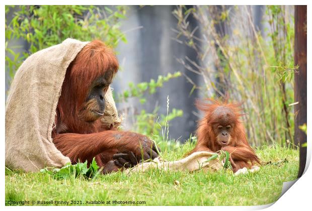 Orangutan mother and baby close up Print by Russell Finney