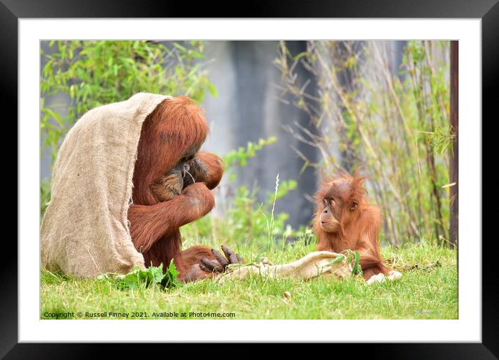 Orangutans Close up Framed Mounted Print by Russell Finney